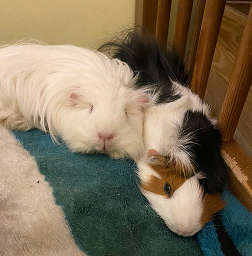 Two Guinea pigs lying down