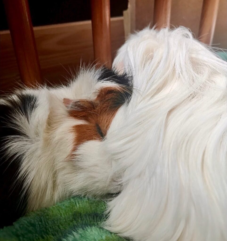 Guinea pigs, Hazel and Marshmallow sleeping together