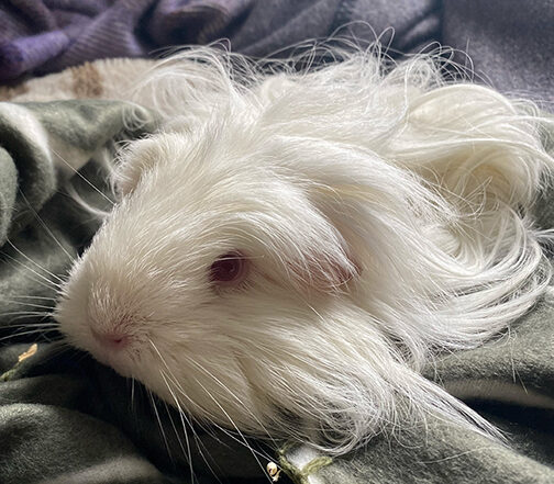 A white guinea pig
